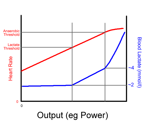 Understanding Heart Rate Zones and Energy Metabolism